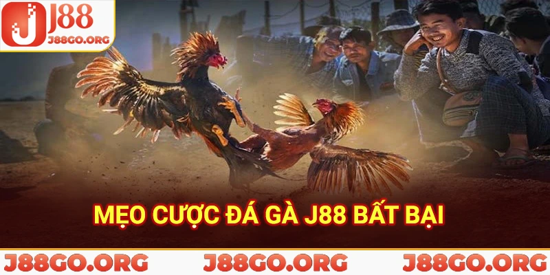 Mẹo cược đá gà j88 bất bại