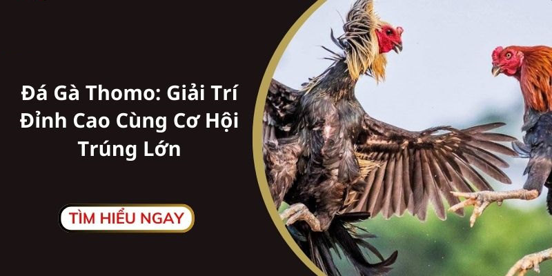 Khám phá về hình thức thi đấu chọi gà Thomo đình đám hiện nay